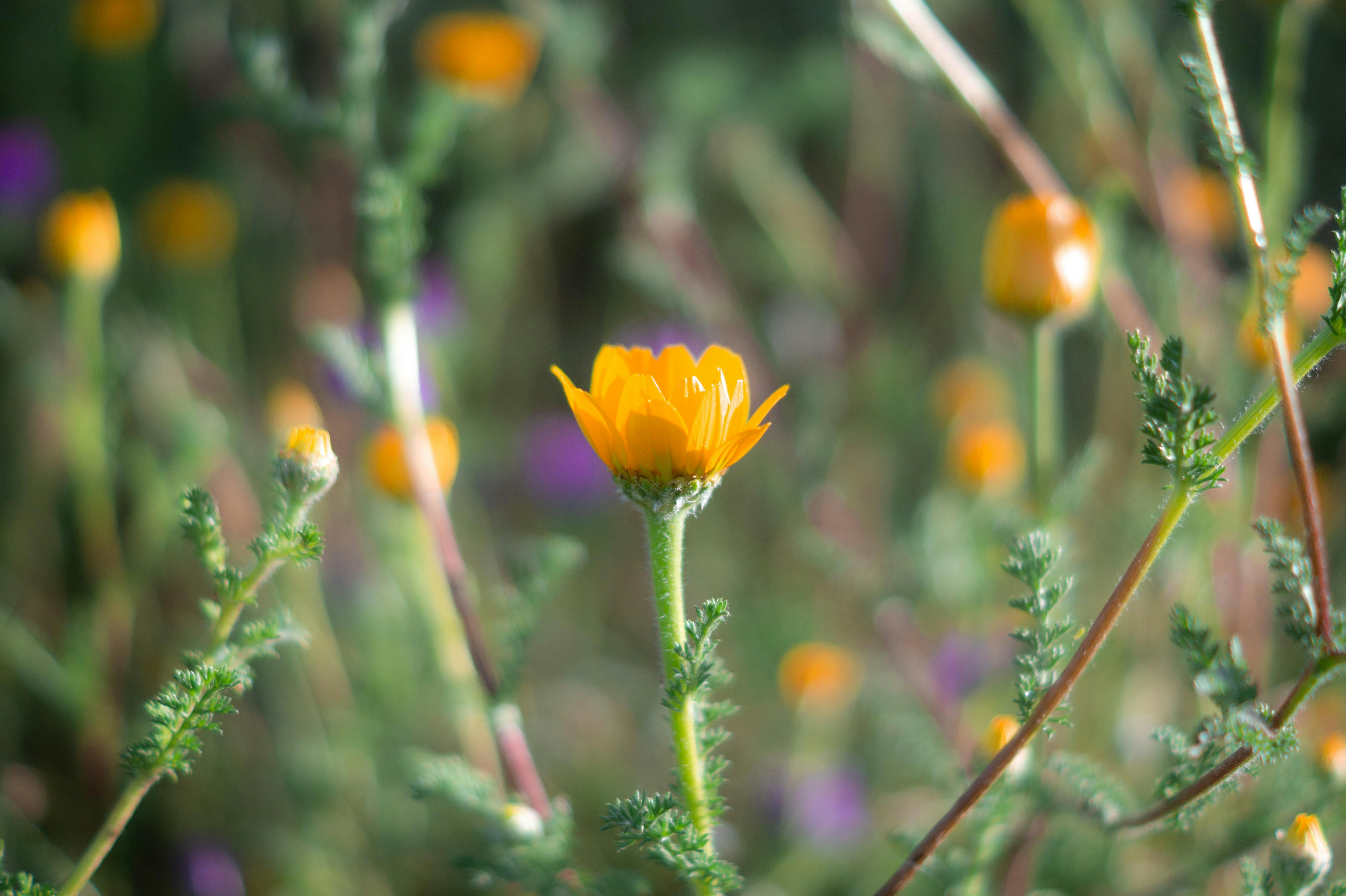 nature details macro, wallpaper, Appreciating Small Scale Nature: Finding Wonder Nearby 3
