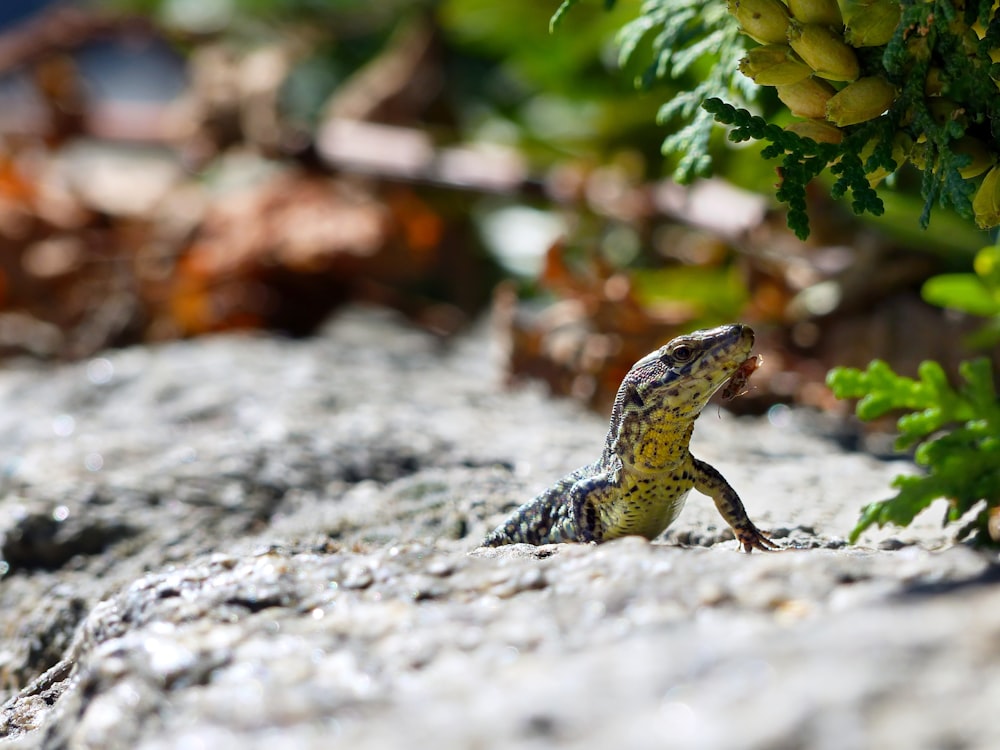 um pequeno lagarto está sentado em uma rocha