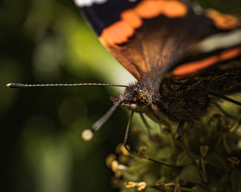 a close up of a butterfly on a plant
