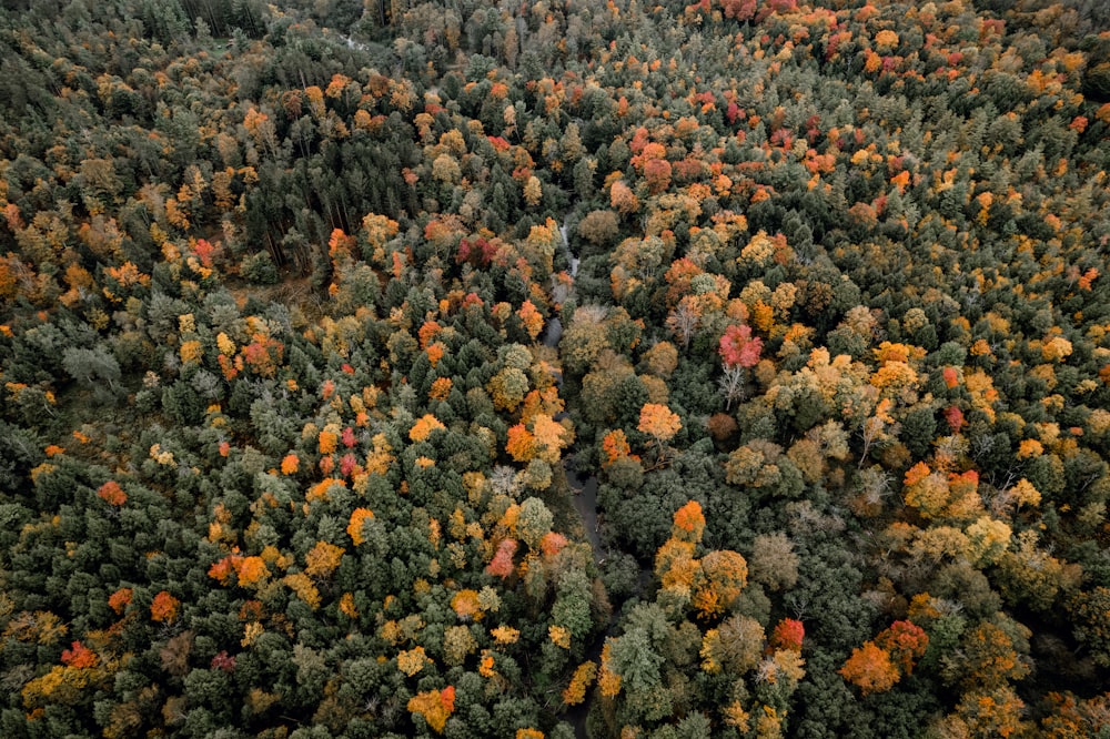 an aerial view of a forest with lots of trees