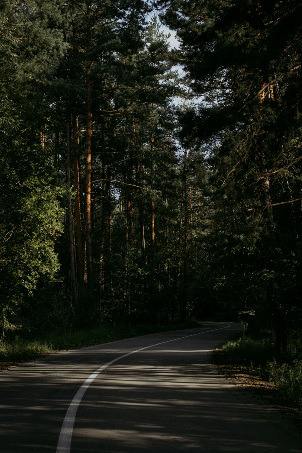 an empty road in the middle of a forest