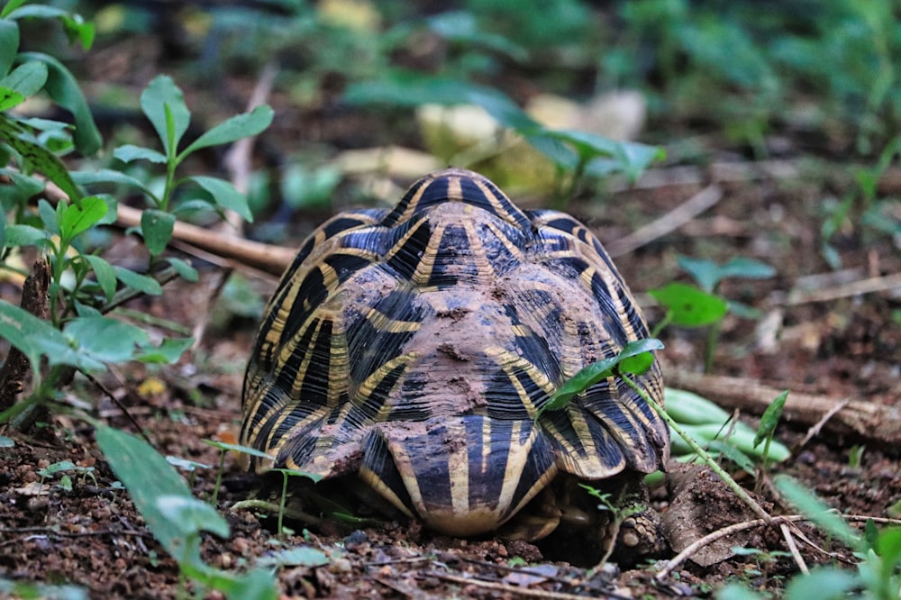 a turtle is sitting on the ground in the grass