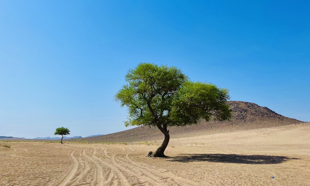 a lone tree in the middle of a desert