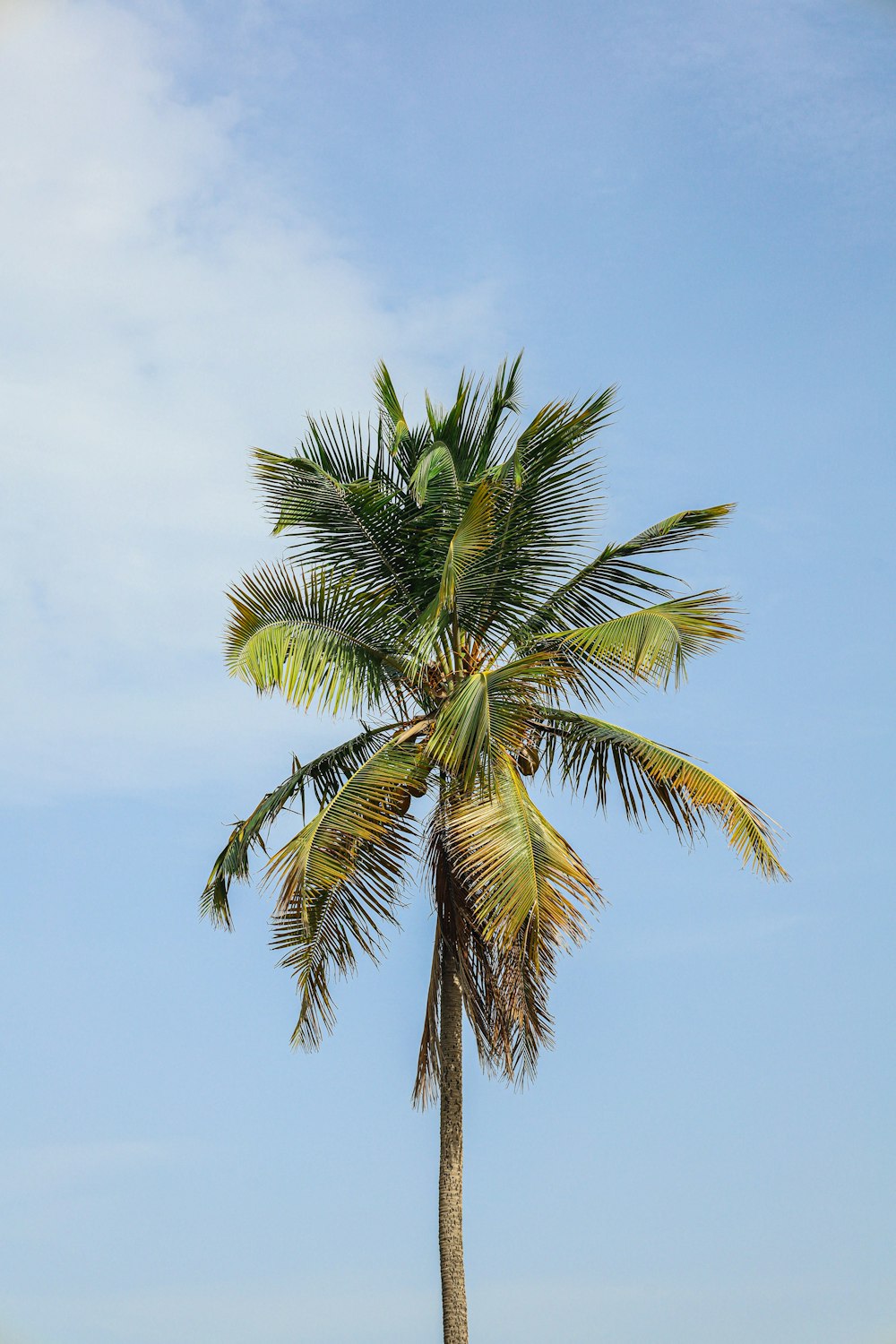 a palm tree with a blue sky in the background