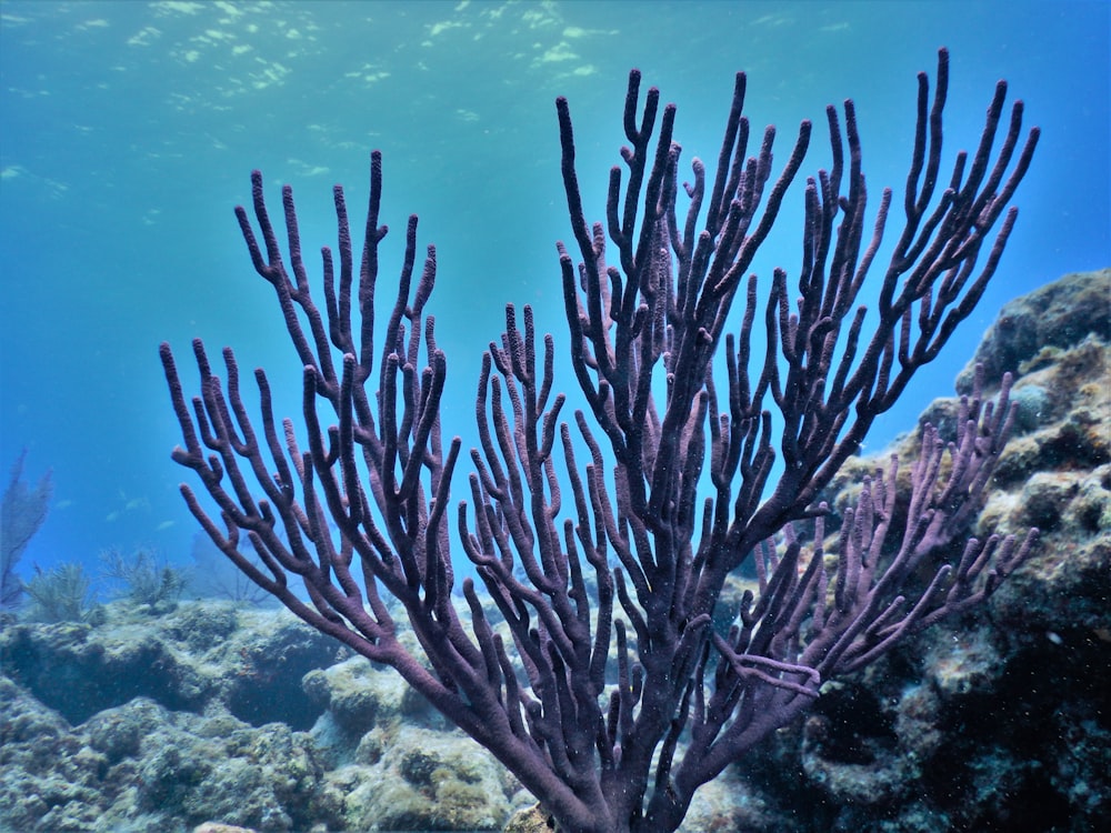 a sea weed is growing on a coral reef