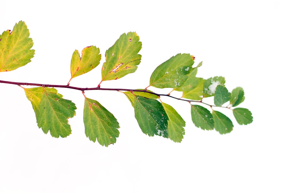 a branch of a tree with green leaves