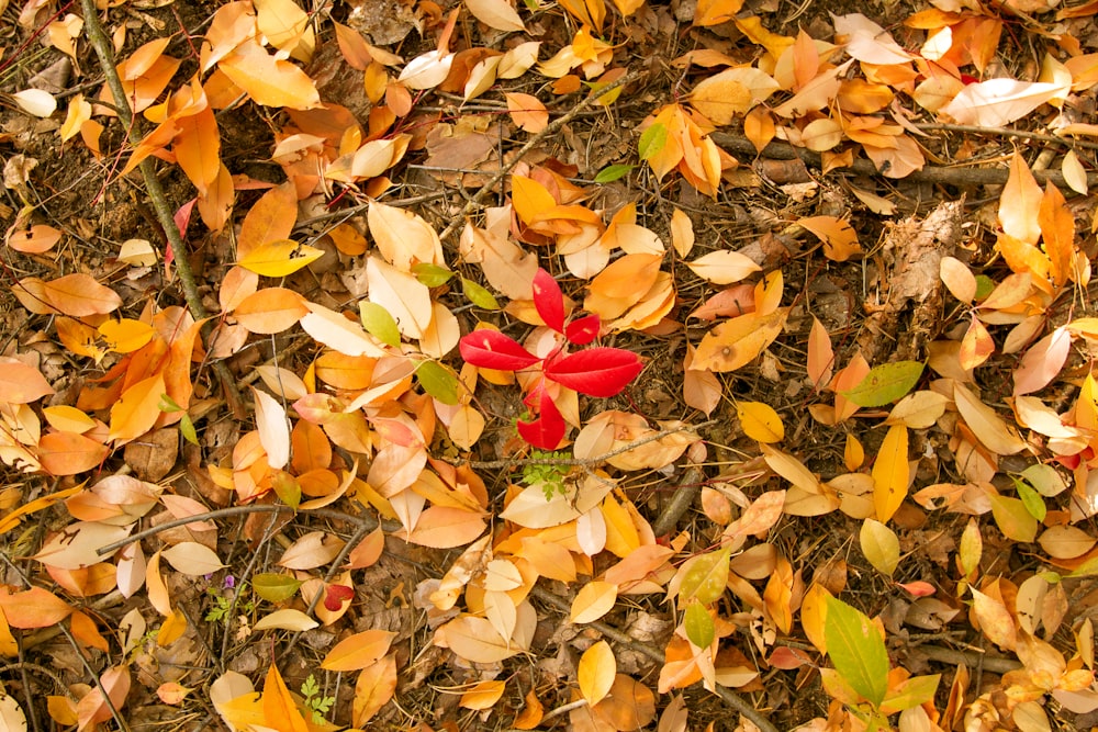 a bunch of leaves that are laying on the ground