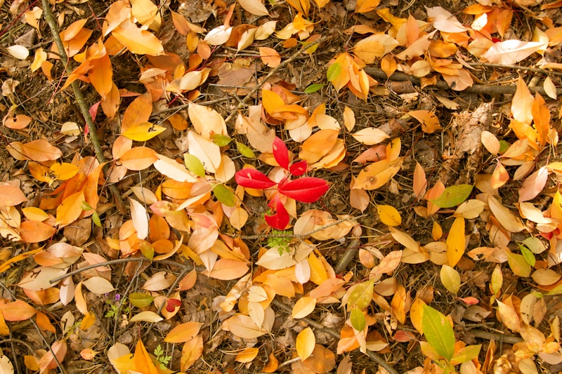 Transitional season.