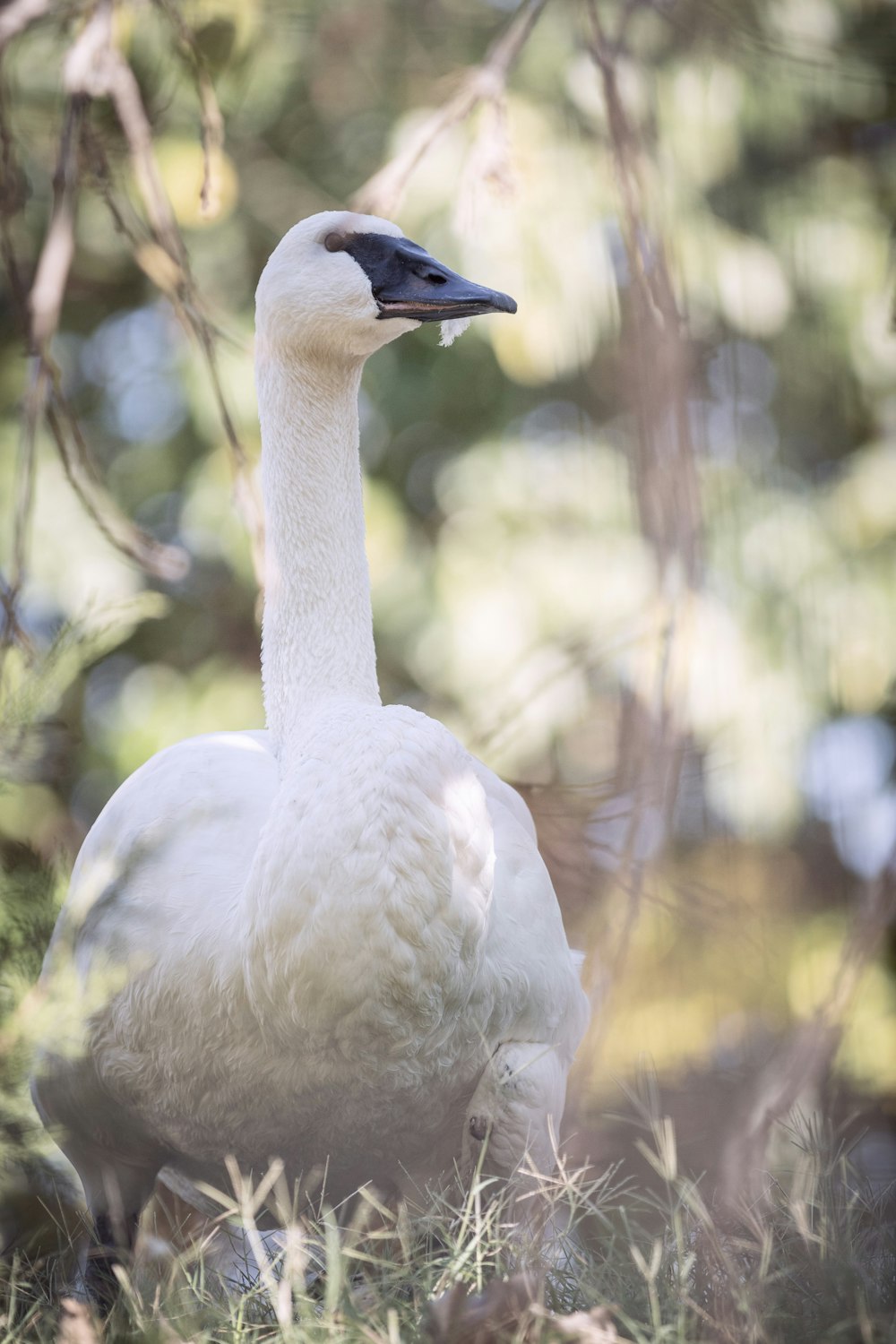 eine große weiße Ente, die im Gras sitzt