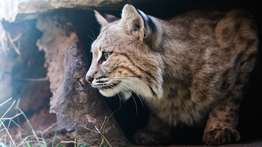 Nahaufnahme einer Katze in der Nähe eines Baumes