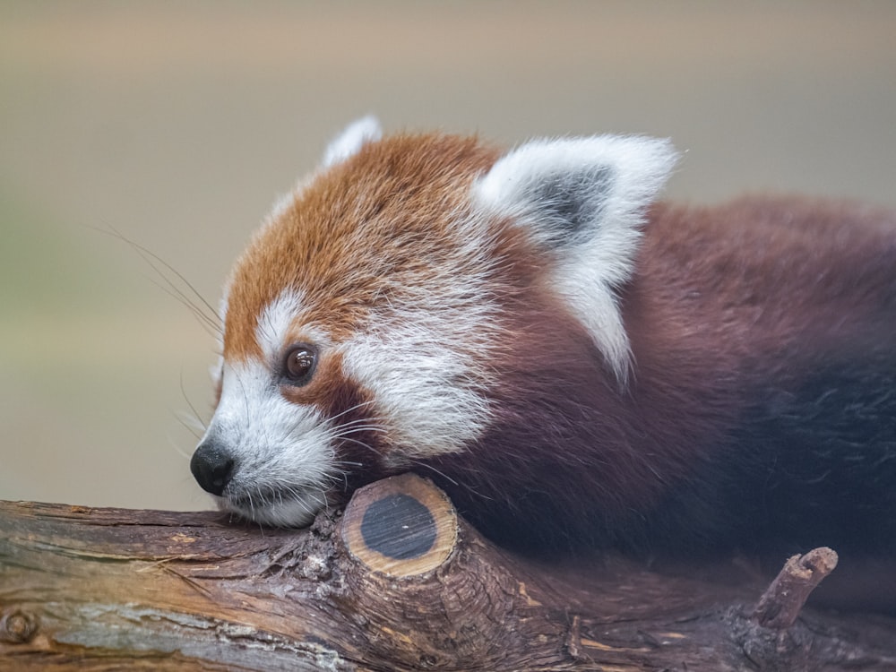 a red panda bear resting on a tree branch