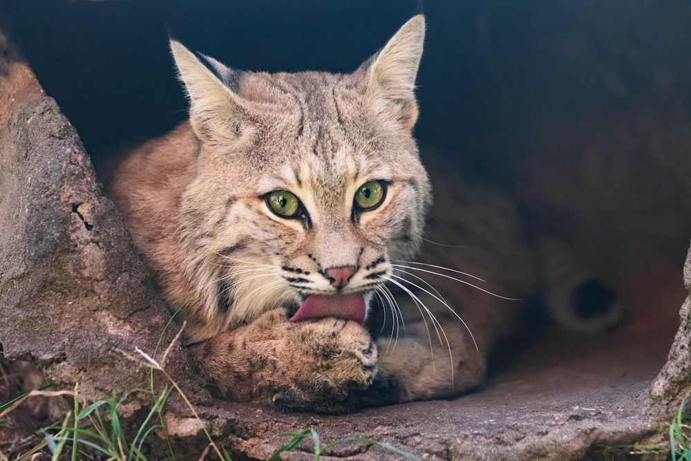 a close up of a cat laying on the ground