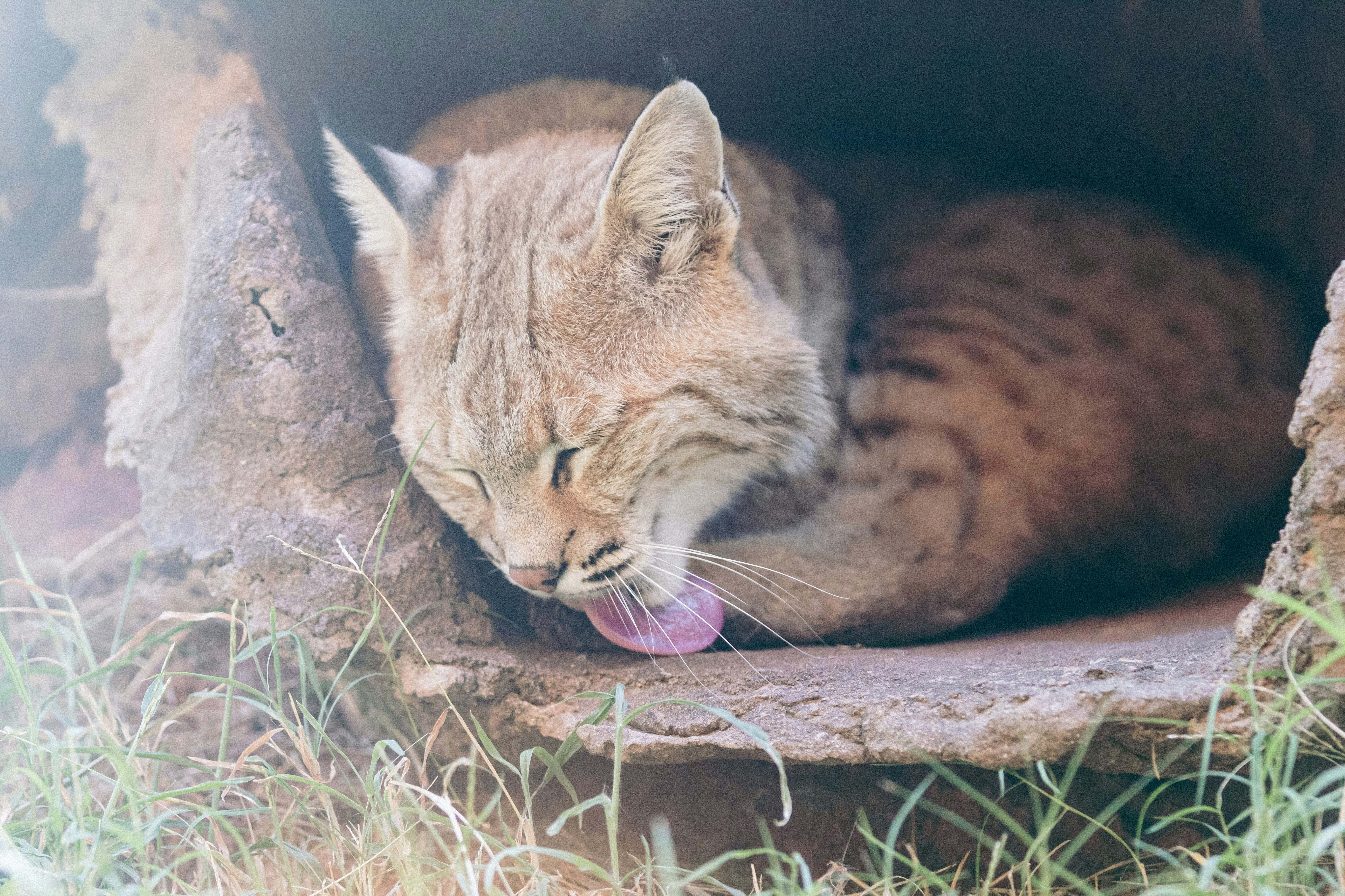Scientists Put Motion Cameras Along the US-Mexico Border To Spy on Wildlife. The Footage is Spectacular — And Telling.