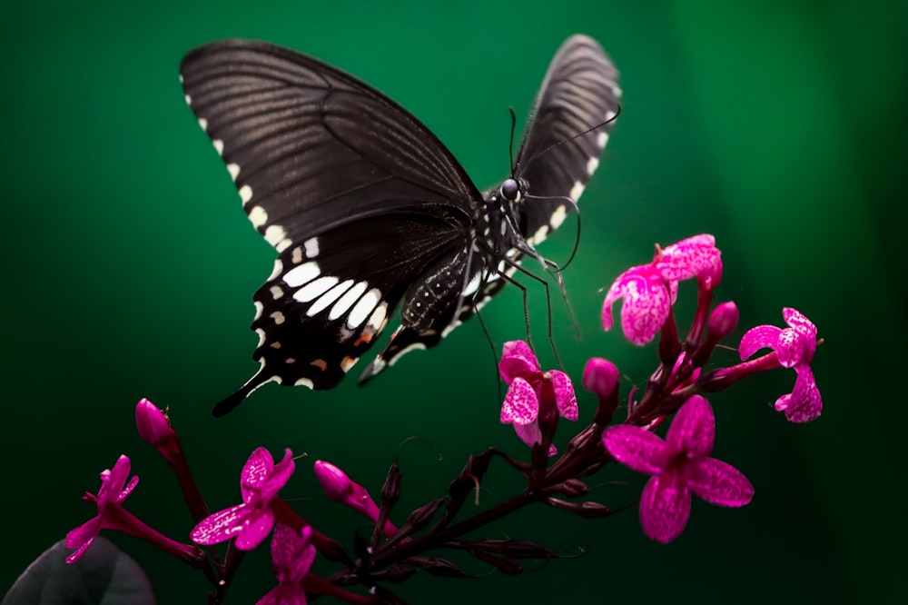 a black and white butterfly sitting on a pink flower