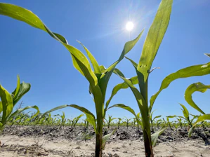 Local farmers tending to drought-resistant crops under a bright blue sky in Kenya's arid lands.
