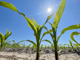 Farmers tending to drought-resistant crops thriving under a bright blue sky.