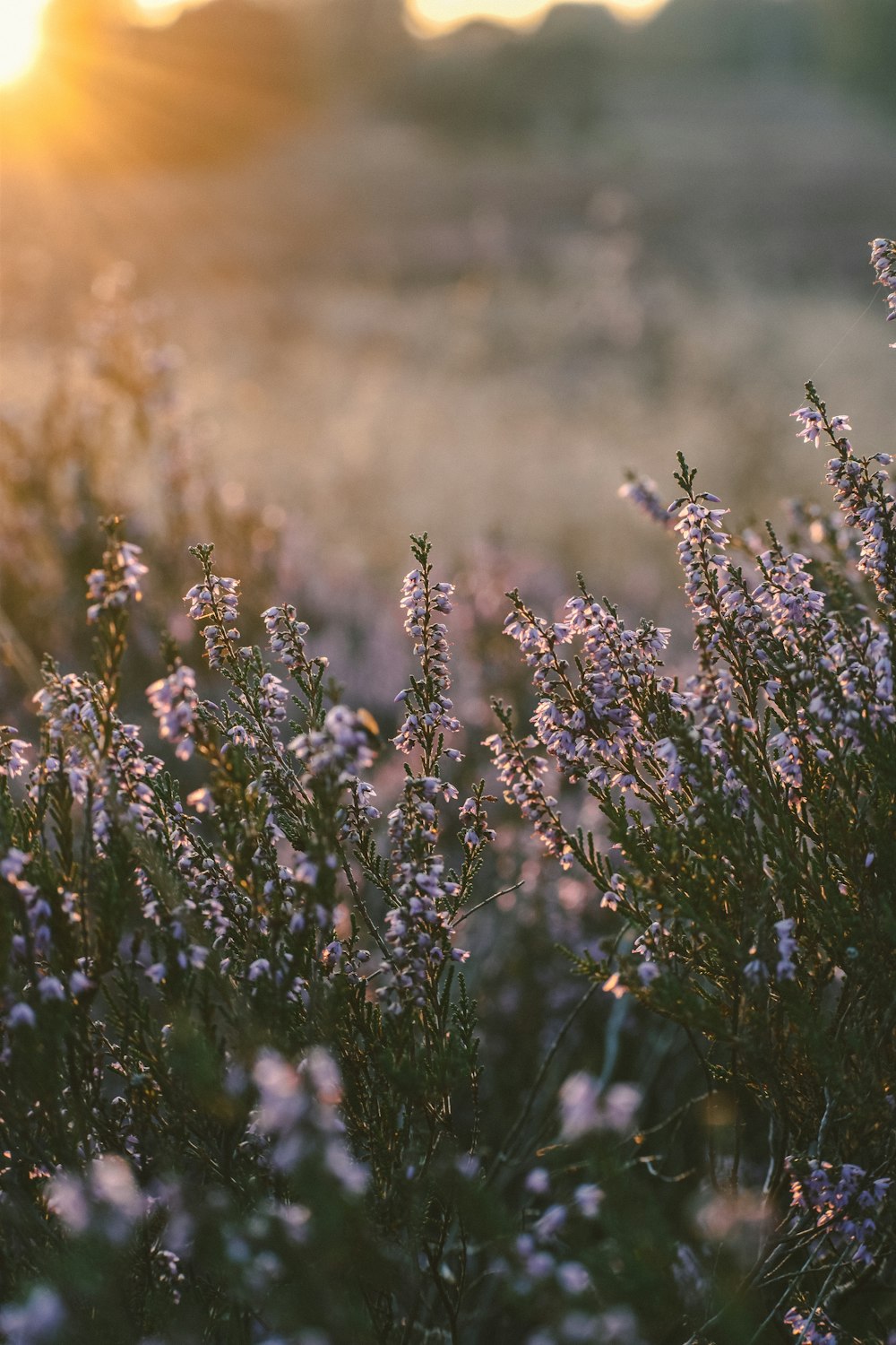 a field of flowers with the sun setting in the background