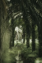 a river running through a lush green forest