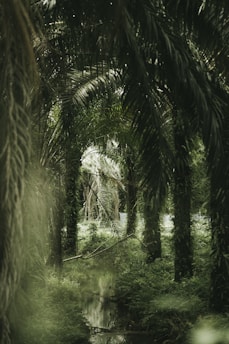 a river running through a lush green forest