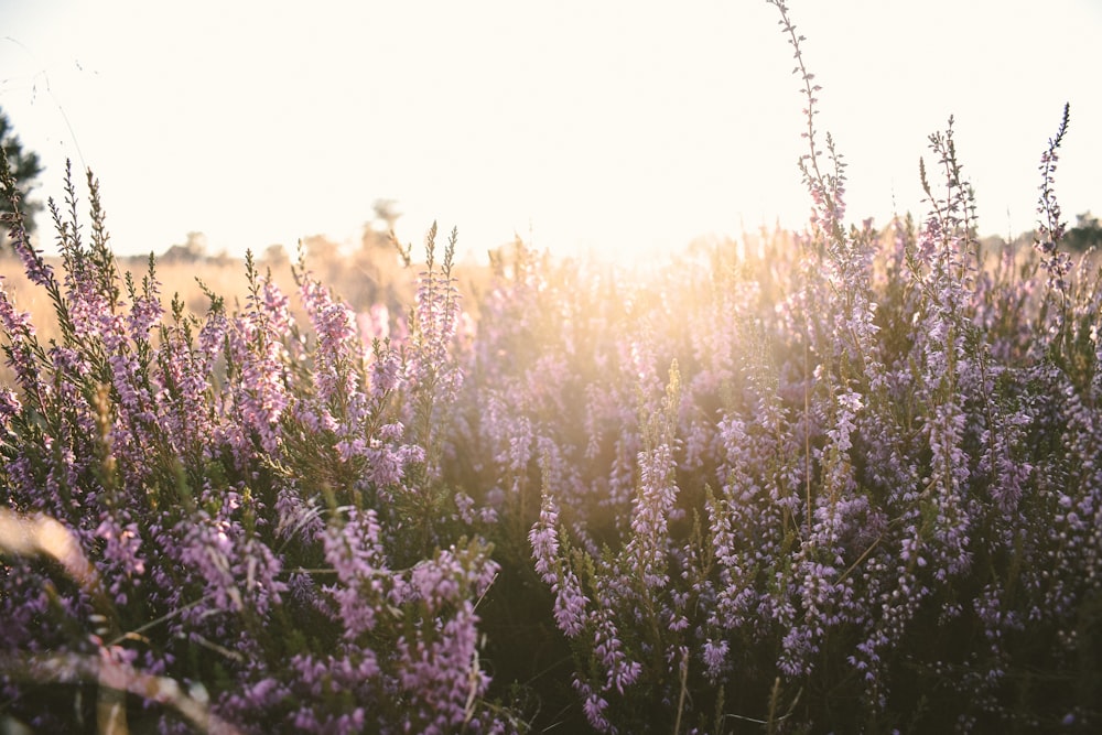 a field full of purple flowers with the sun shining in the background