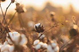 A lush green cotton field bathed in morning sunlight