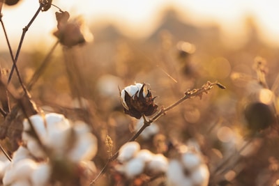 Cotton plants in a field with fluffy white bolls on brown, dry stems, bathed in warm, golden sunlight. The background is softly blurred, creating a peaceful and serene atmosphere.