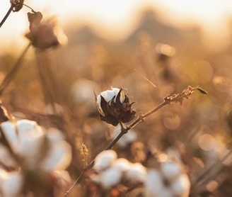 a close up of a cotton plant with a blurry background