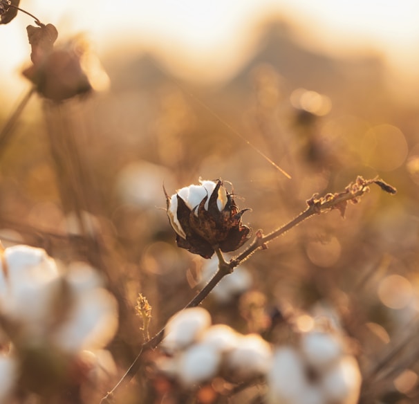 a close up of a cotton plant with a blurry background