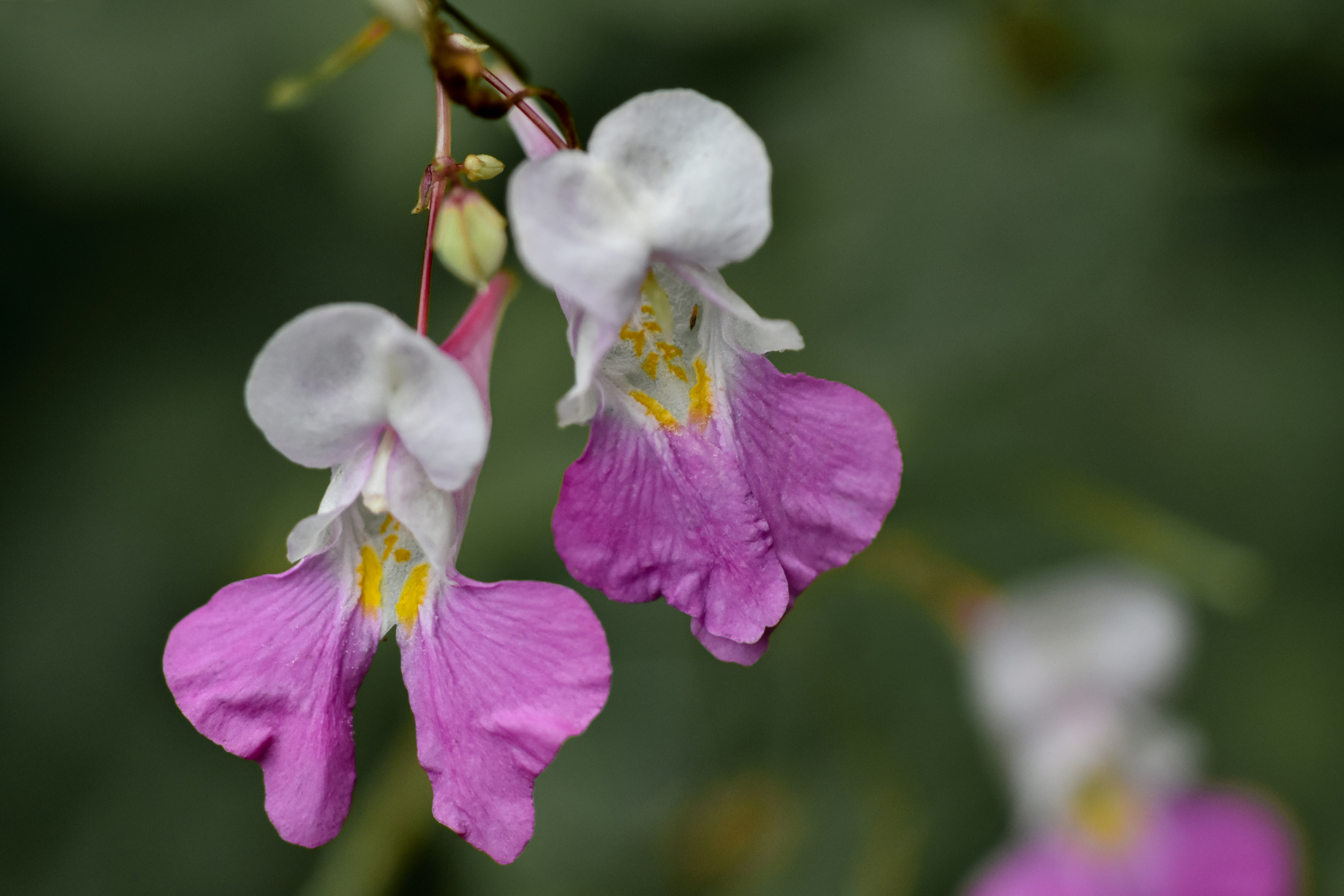 Tapping into Wellness 's image