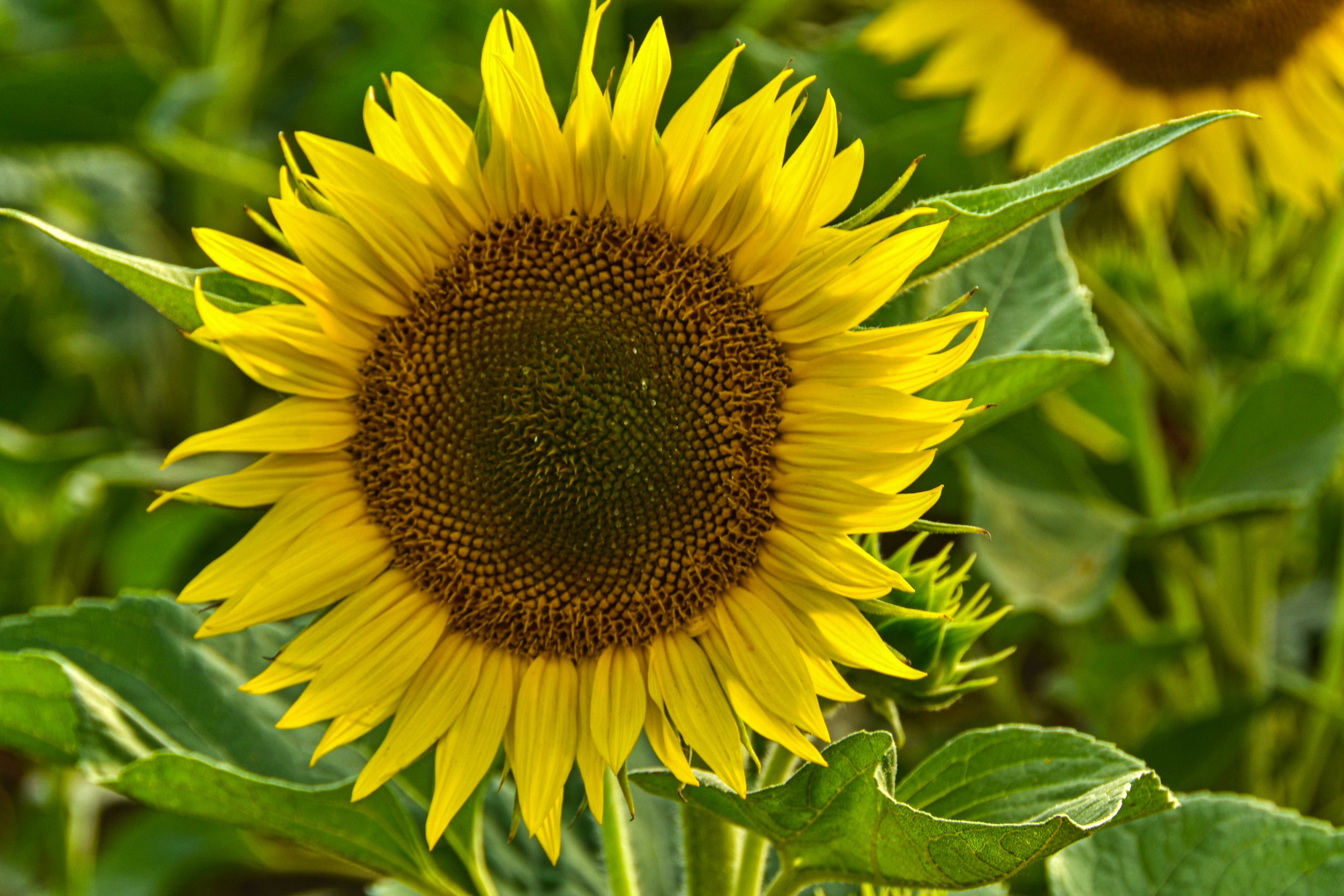 Photo by motaztawfik