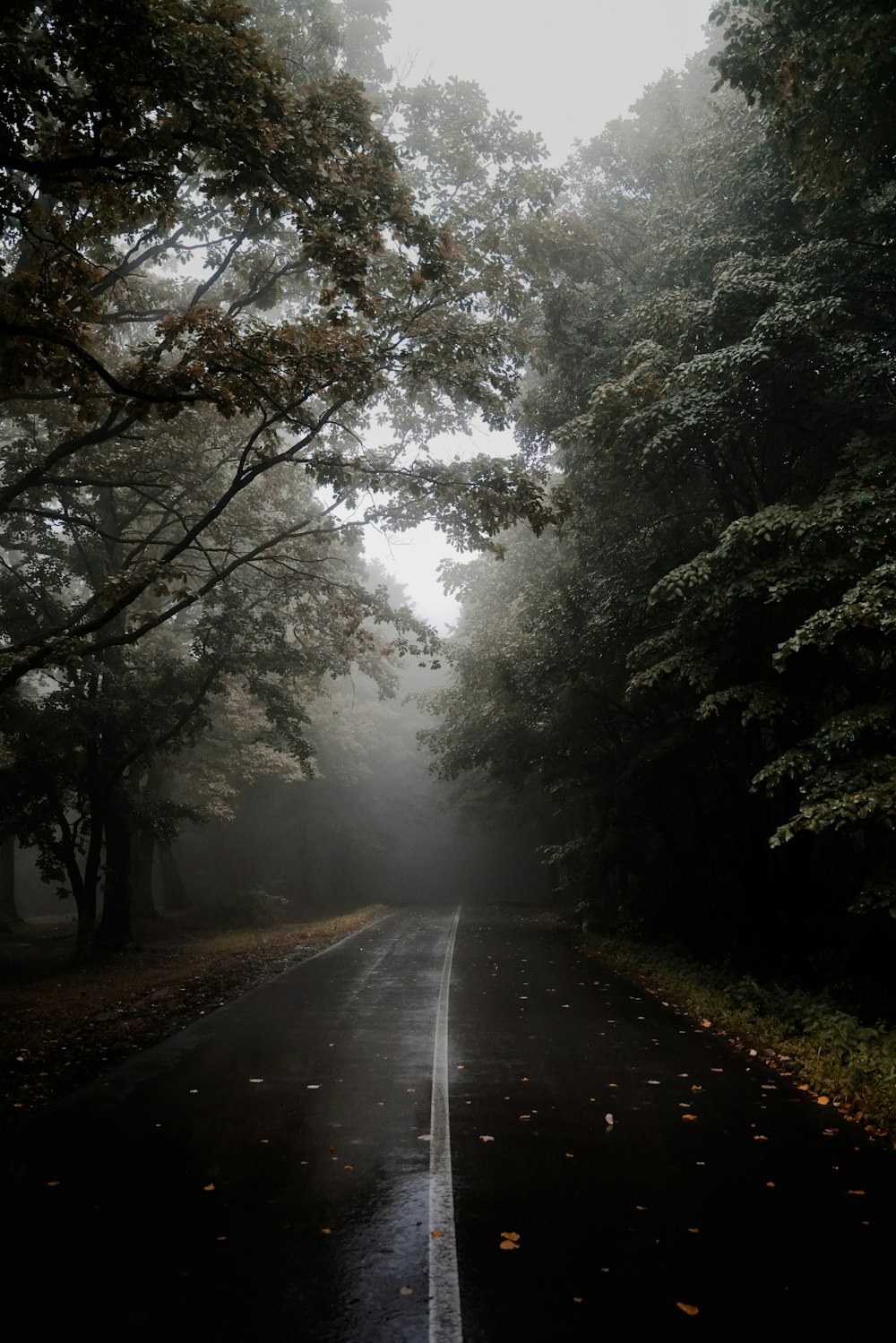 a road with trees and fog in the background