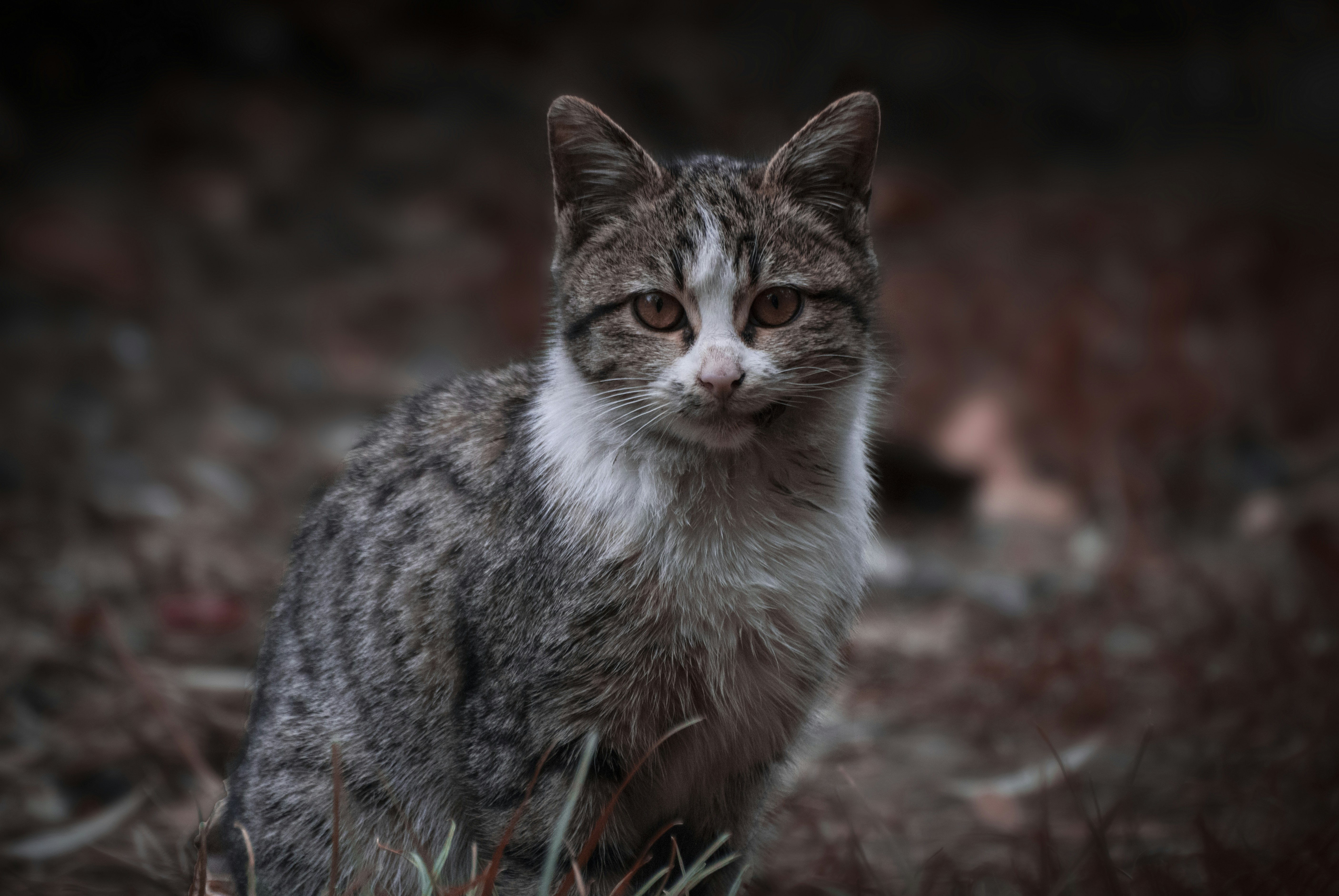 a grey and white cat sitting in the grass