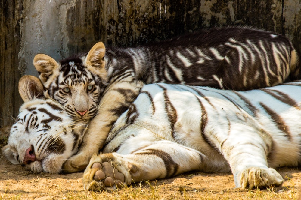 a couple of white tiger laying next to each other
