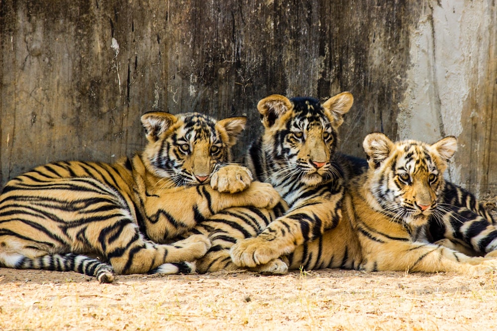 three young tiger cubs are laying down together