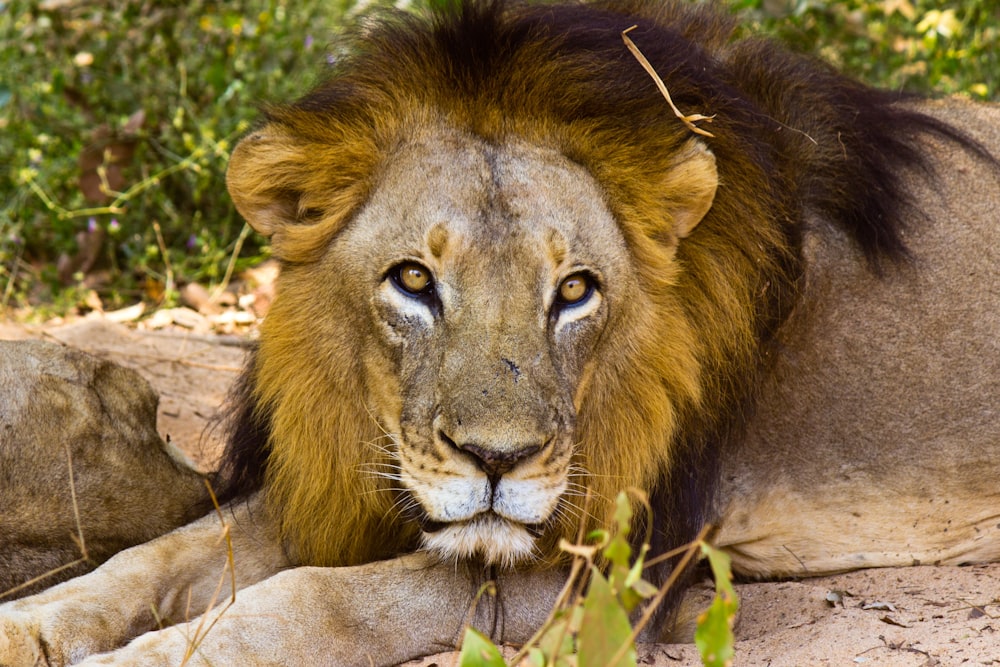 a close up of a lion laying on the ground