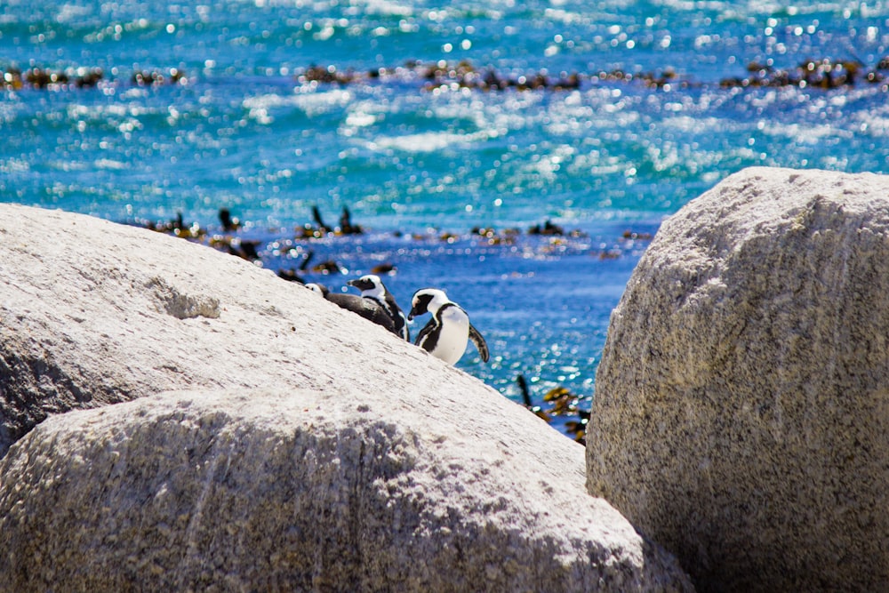 un couple d’oiseaux assis au sommet d’un gros rocher