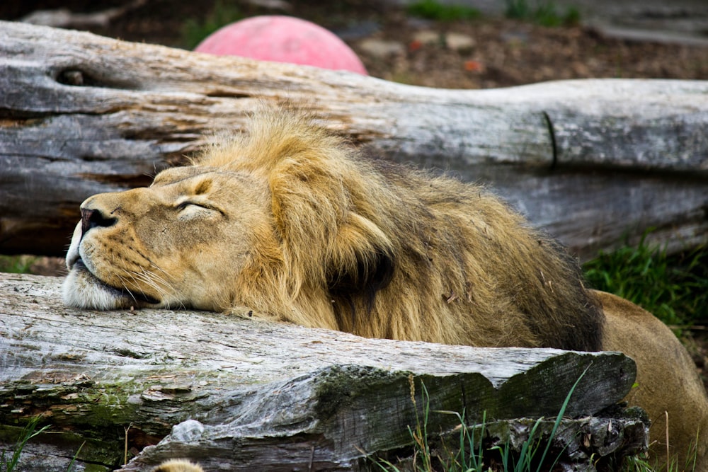 Un gran león acostado encima de un tronco de madera