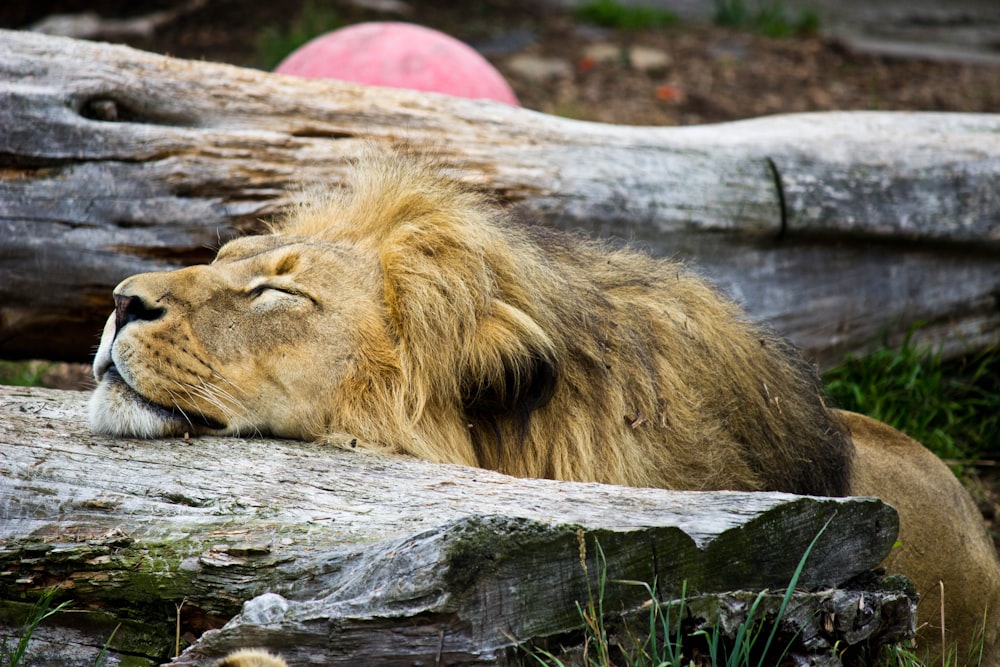 a large lion laying on top of a wooden log