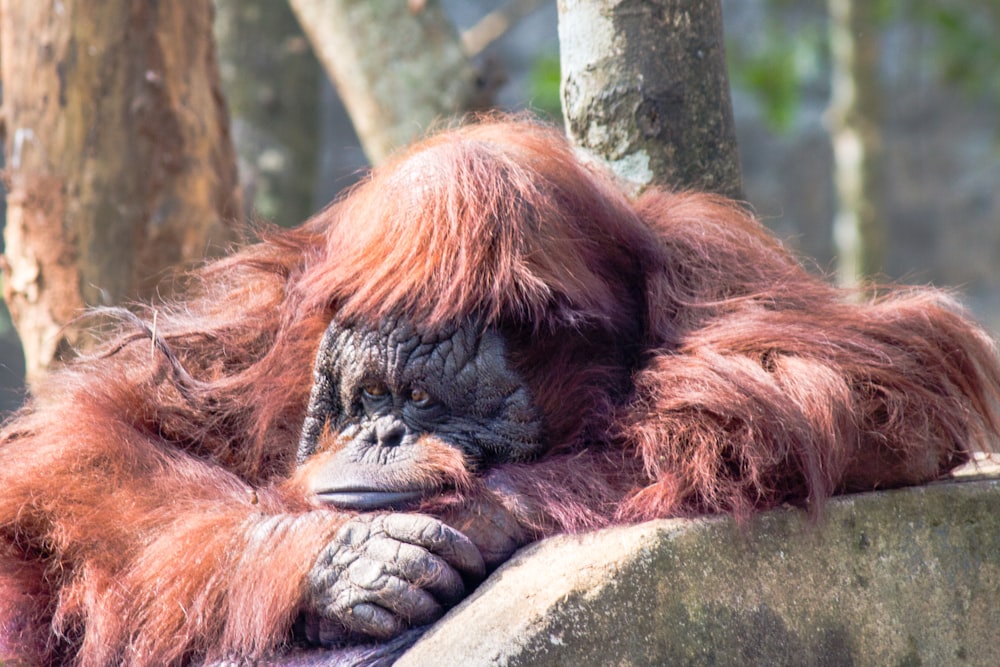 an orangutan resting on a rock in a zoo