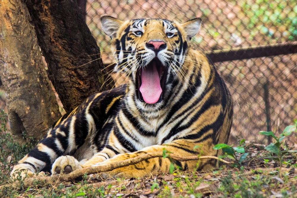 a tiger yawns in front of a tree