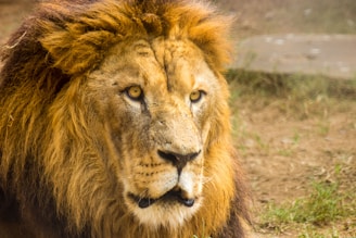 A majestic lion with a thick mane rests against a natural backdrop. The lion's piercing yellow eyes and relaxed posture give it an impression of both regality and tranquility. Its mane is rich with shades of gold and brown, blending with the earthy tones of the ground.
