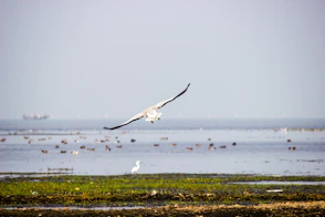 a bird flying over a body of water