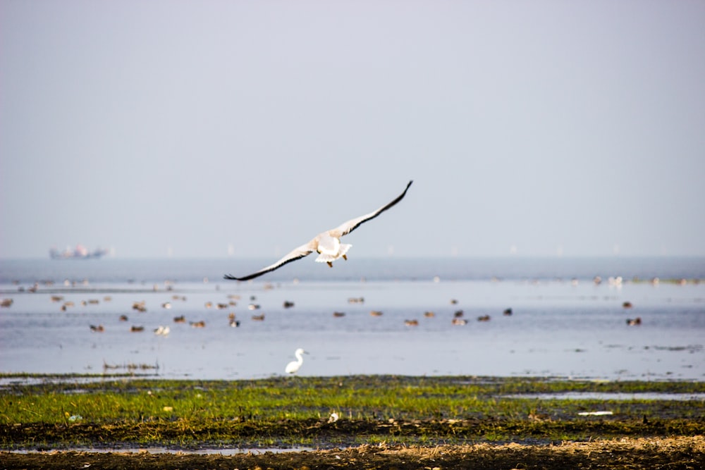 a bird flying over a body of water