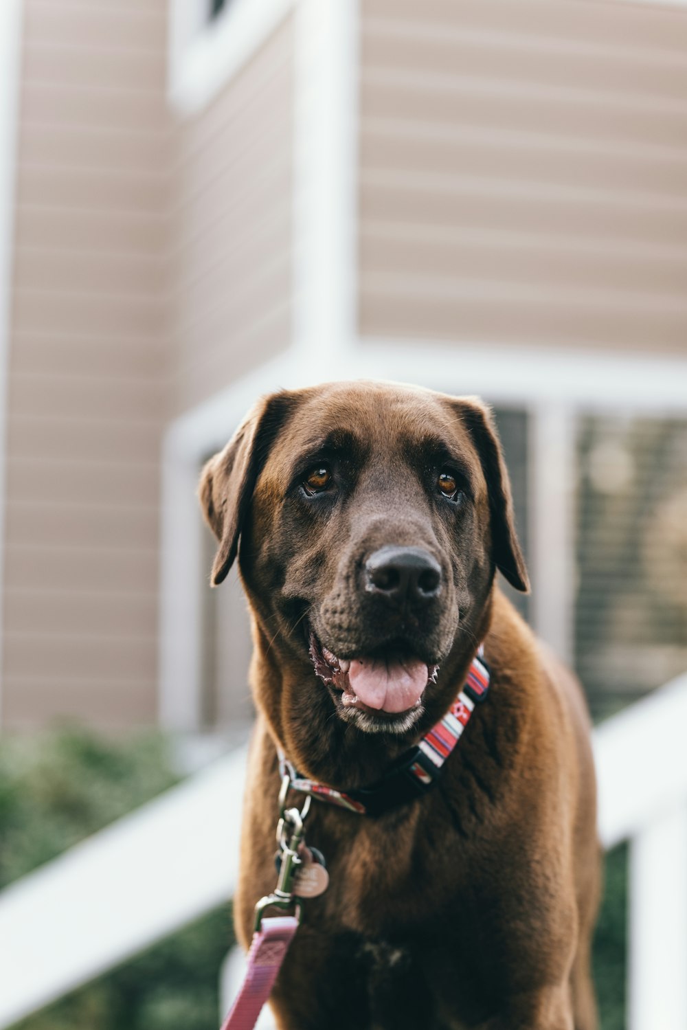 a large brown dog standing on top of a lush green field