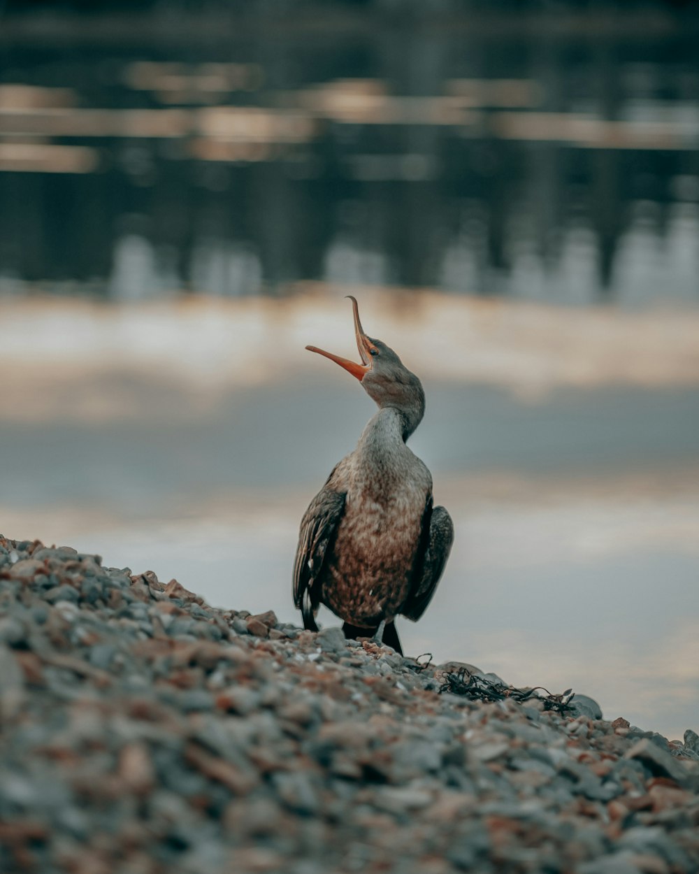 a bird standing on a rocky shore next to a body of water