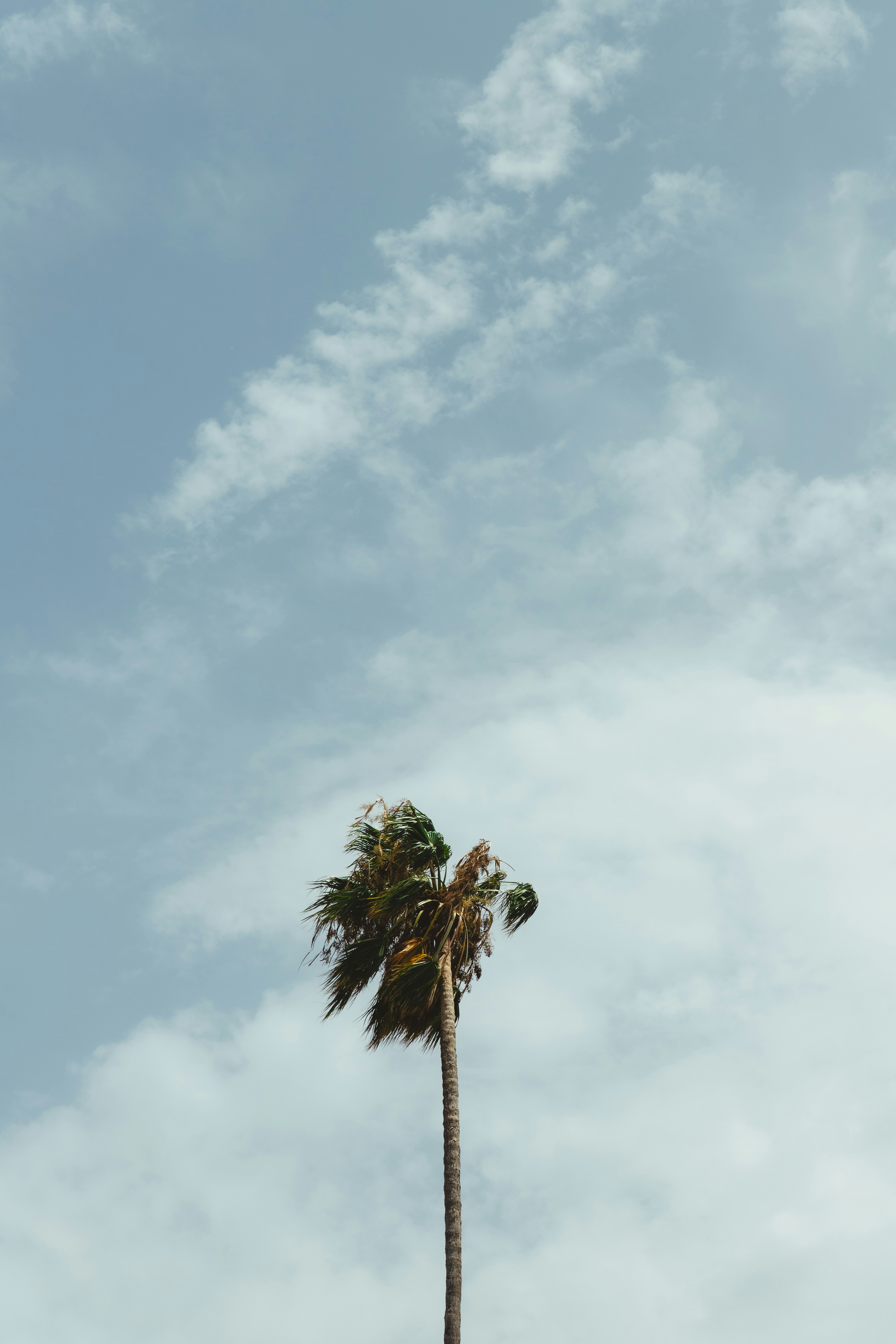 a palm tree with a blue sky in the background