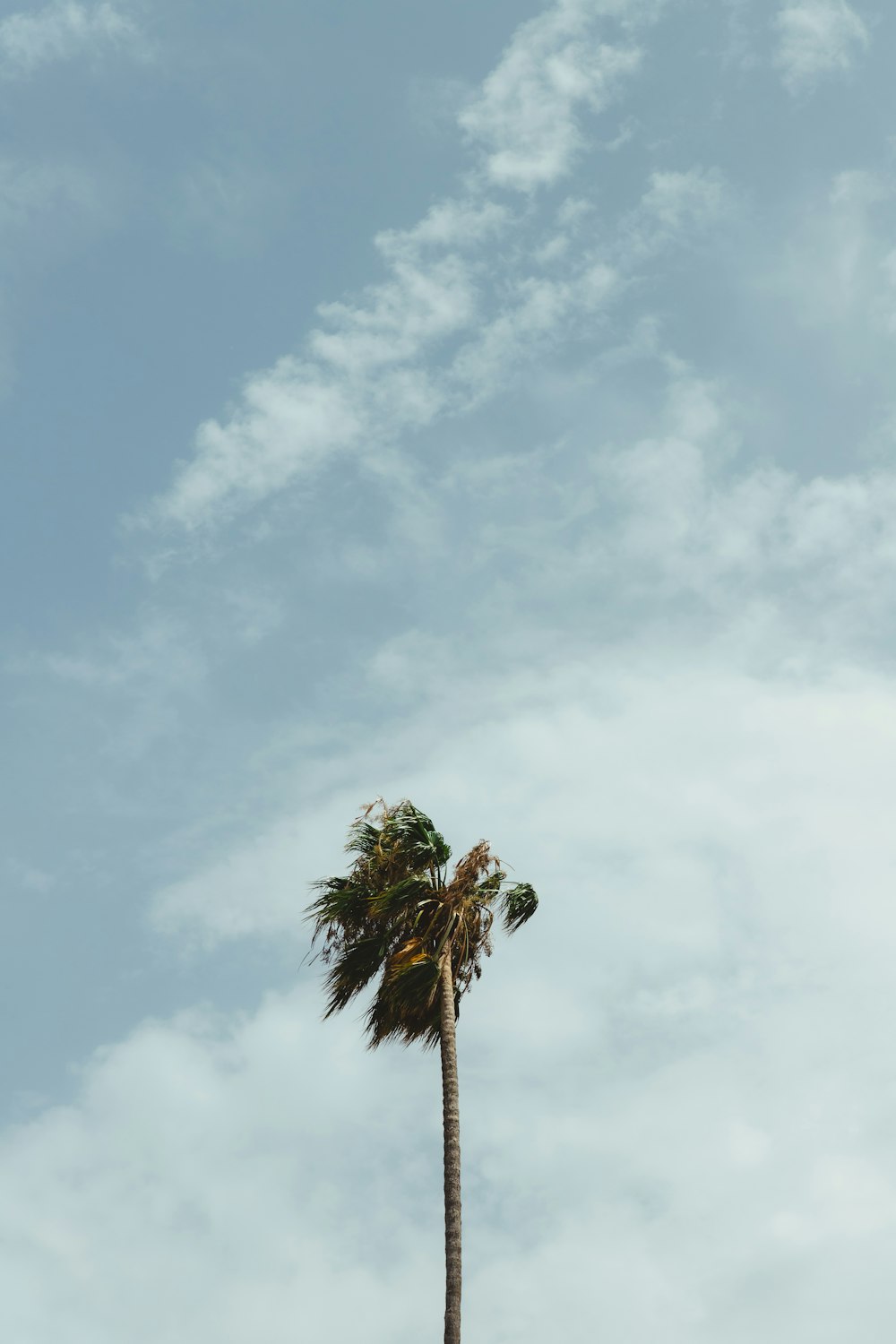 a palm tree with a blue sky in the background