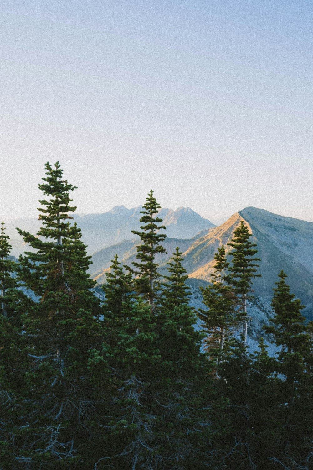 a group of trees in the foreground with a mountain in the background