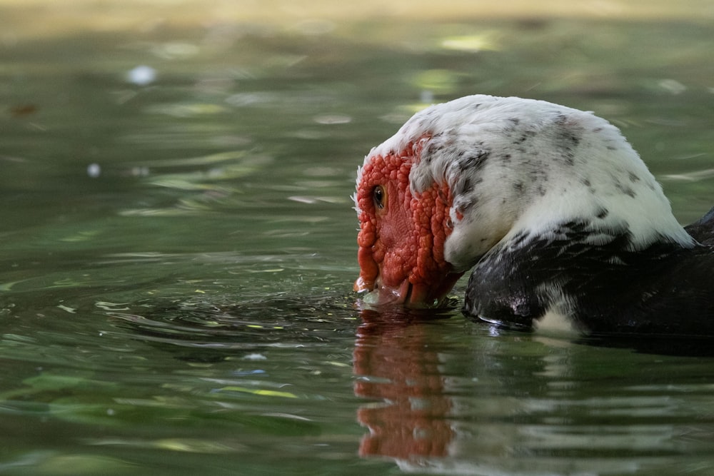 a black and white bird with a red beak in the water