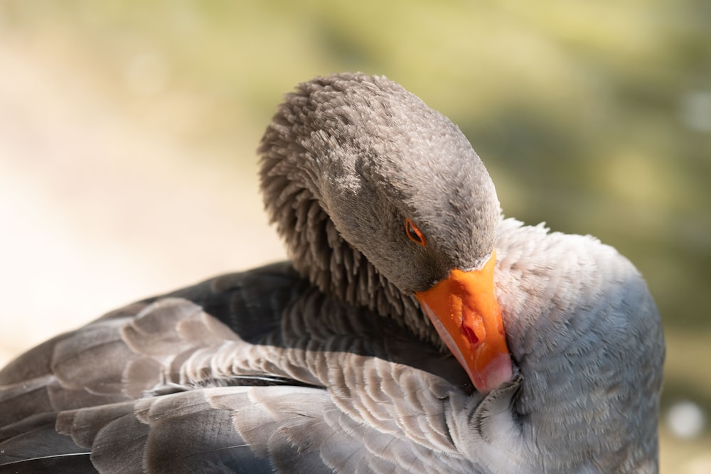 a close up of a bird with an orange beak